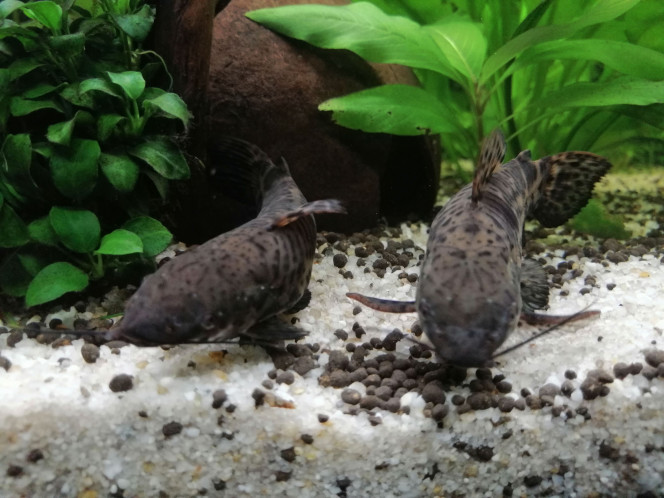 Couple hoplosternum thoracatum 