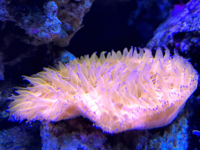 Fungia Orange