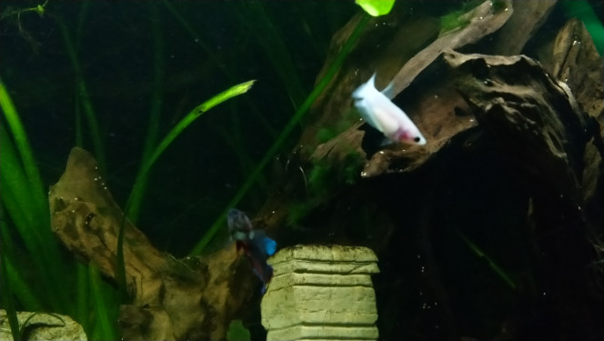  À ma grande surprise j'ai trouvé aujourd'hui des combattants femelle blanc transparent, grande voile bleu et une légèrement violette