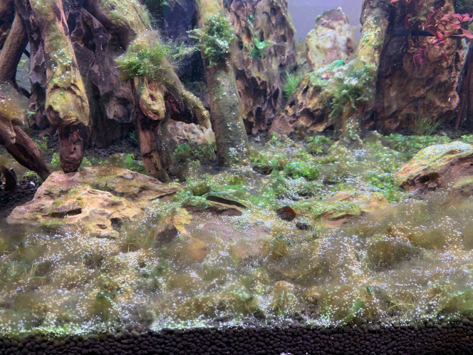 J+17 Voilà l’état dans lequel je trouve mon aquarium tous les soirs, c’est décourageant :(