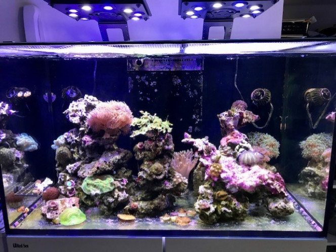 Reefer 250 