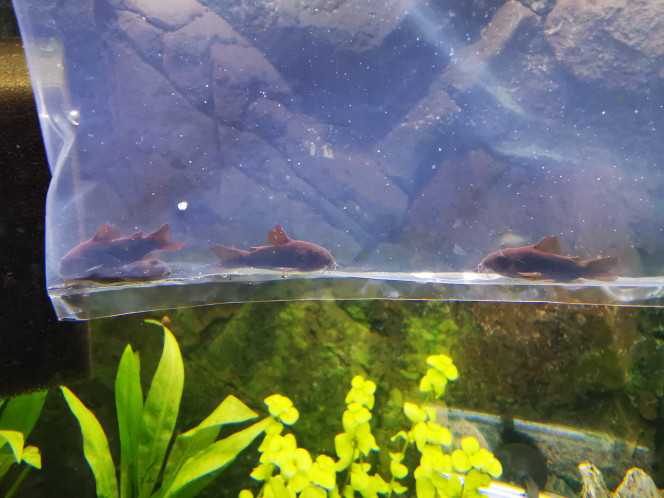  Corydoras Black en acclimatation