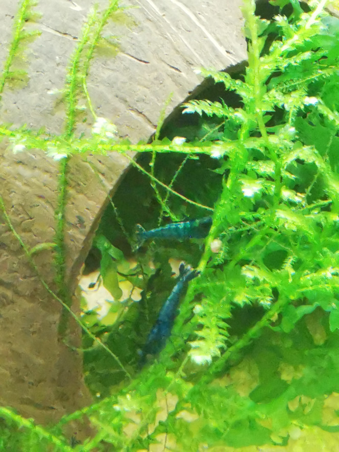  Blue Velvet