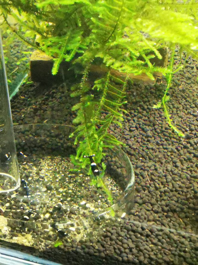  King kong one stripe