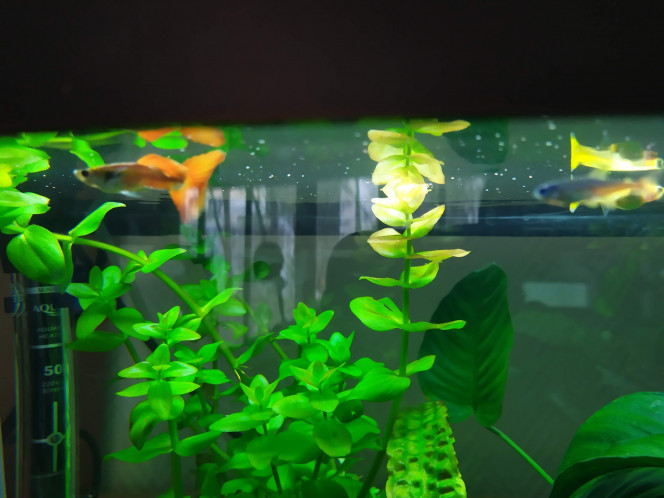  3 guppy, 10 néons ... les poissons sont là ;)