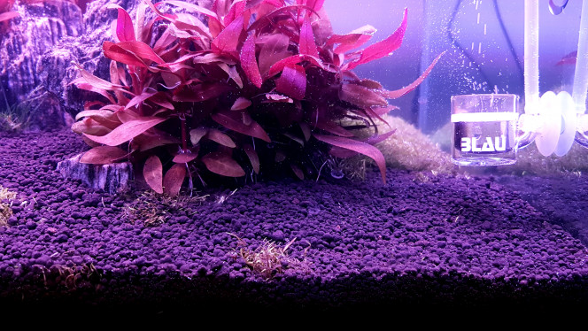 Nettoyage et préparation pour replanter. J'ai nettoyé un peu toutes les racines des alternantheras qui partaient dans tous les sens et qui n'étaient pas enracinées dans le sol. J'ai enlevé une alternanthera (celle qui était dans le canyon) parcequ'elle cachait l'Eriocaulon cinerum qui se trouve au milieu du canyon et je trouvais ça dommage, en plus ça dégage un peu l'entrée du canyon et j'aime bien comme ça. Lorsque l'eriocaulon aura bien poussé et formera un petit buisson tout rond ça sera super jolie :) Et j'ai rajouté du substrat dans le canyon pour l'équilibrer, un peu sur l'utricularia à l'entrée du canyon pour la remettre sous le sol car elle se décollait un peu comme un tapis, et surtout j'ai rajouté du sol sur toute la partie droite pour préparer la plantation de l'utricularia manquante. Et puis avec du recul... j'imagine du sable sur le sol technique... et je trouve que ça rendrait super bien ! Enfin trop tard je vais m'en tenir à ce que j'avais prévu et replanter l'utricularia et je vais aussi en mettre dans le canyon finalement, ça fera ressortir les pierres.