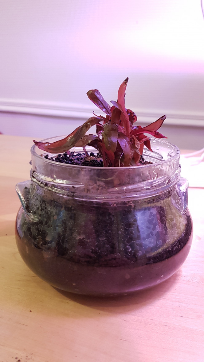  Ha oui et la petite alternanthera que j'ai retiré elle est là avec un peu de plante gazonnante qui sera autour et hop un petit Wabikusa :) Elle tiendra surement pas mais bon au moins j'aurais essayé.