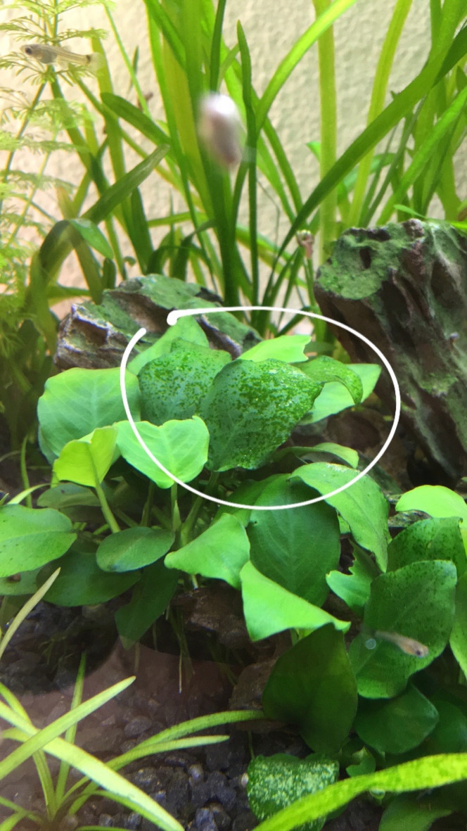 Photographie du post de alexis-lopes 