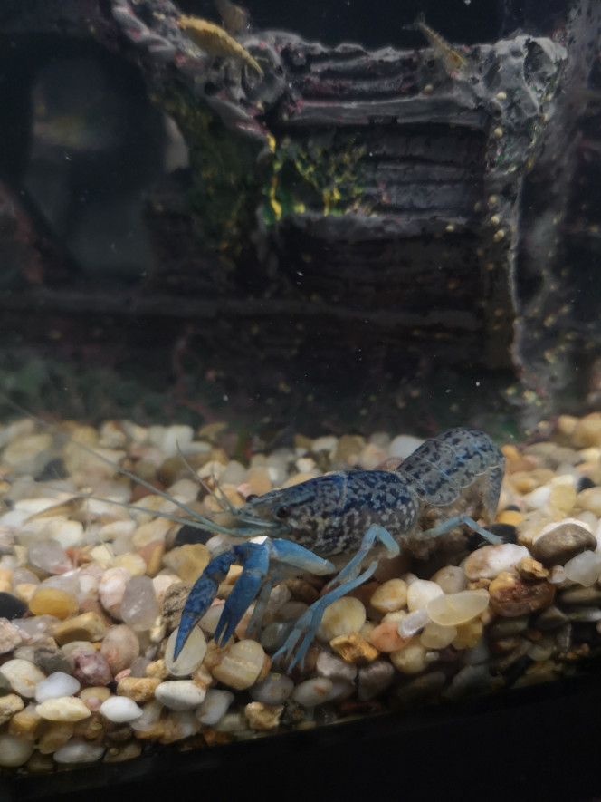 Procambarus alleni Écrevisse bleue, enceinte. La petite nouvelle de l'aqua!