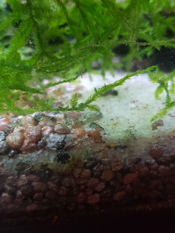 Bébé corydoras d'environ 5j :) Mes cory ont fait des oeufs du 13 au 15 février... pour fêter la St-Valentin? Et depuis je vois quelques bébés le soir mais ils sont vraiment minuscules ! Ils font moins d'un centimètre. C'est mignon ♡