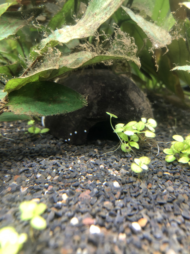 Photographie du post de Florents94 