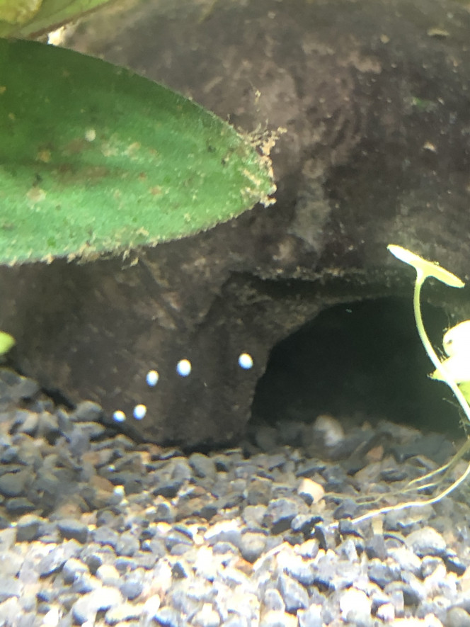 Photographie du post de Florents94 