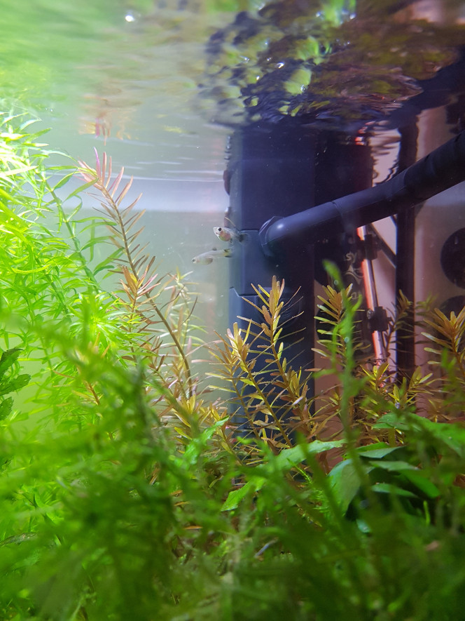 Petits guppies Guppies nés fin janvier... ils font maintenant 2 cm et prennent des couleurs... ♡