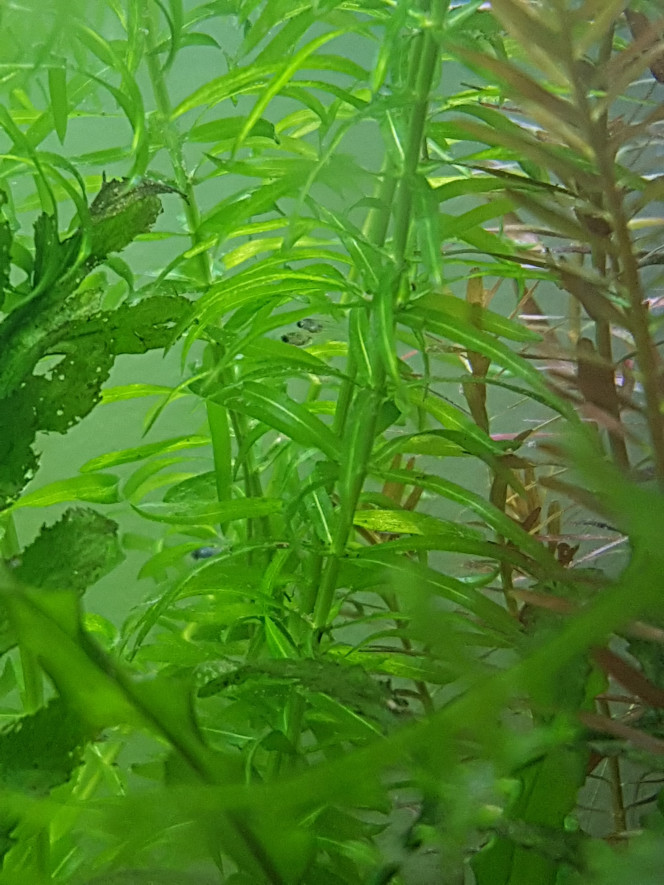 Alevins guppies again :) Je me demandais pourquoi mes poissons avaient mis quasiment 30 minutes à finir leur pastille ce matin... alors que normalement en 10 minutes cest fait... 

J'ai plusieurs petits alevins cachés un peu partout dans mes plantes et ... ils font 5mm alors ça doit dater de cette nuit :)

Mes guppies femelles sont redevenues gentilles avec le mâle... je pense que la plus petite agait déjà fait 3 ou 4 alevins ce week-end... 

Bon ben... je vais devoir commencer à prendre des mesures pour éviter la surpopulation... des idées?