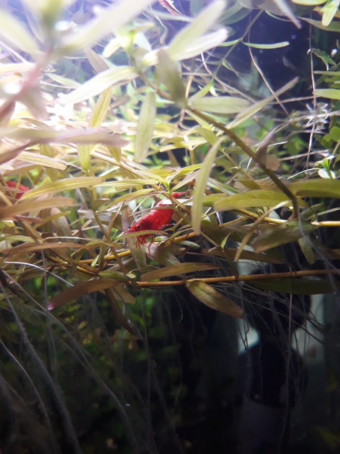 Crevette red cherry dans  les rotala rotundifolia 