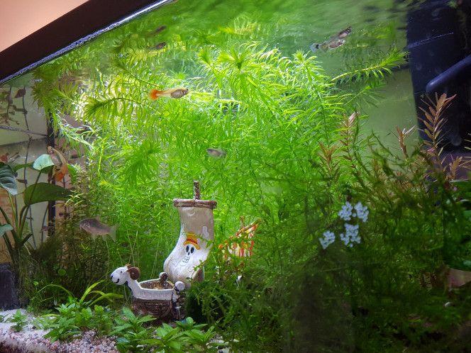 Et les corydoras qui tiennent vraiment à concurrencer les guppies... Un ajout d'eau mardi dernier et ça danse et ça danse... ils ne vont pas s'épuiser à force? ^^"