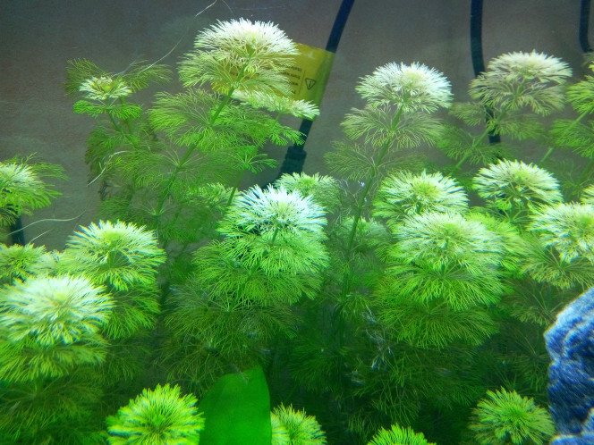 Limnophila Sessiliflora 