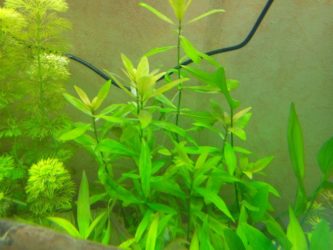 Hygrophila Polysperma 