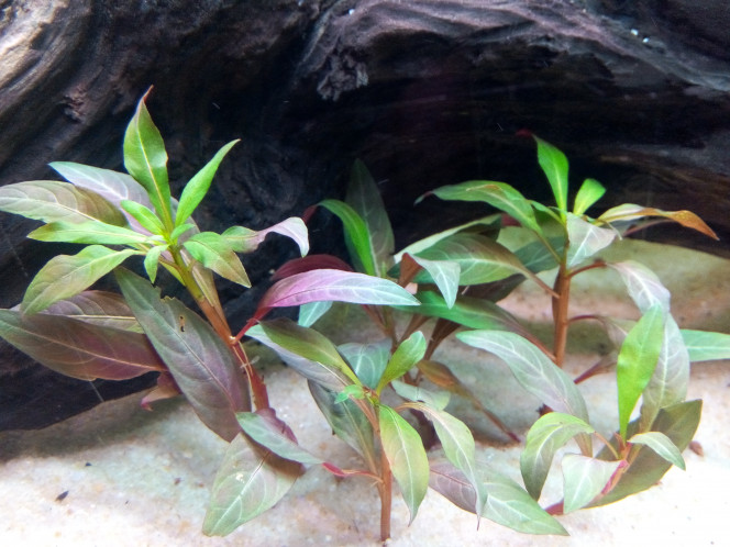 Ludwigia Peruviana 