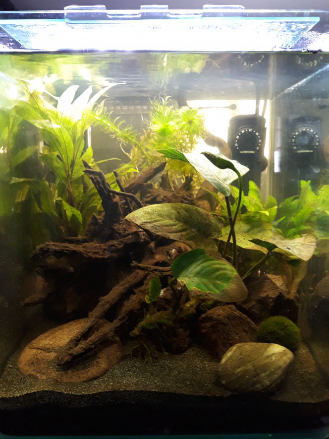 Barbaresque 1 mois Un mois après la mise en eau et après la grosse taille de l'egeria, toujours en cyclage. L'anubia se remet doucement de son séjour dans le terrarium...