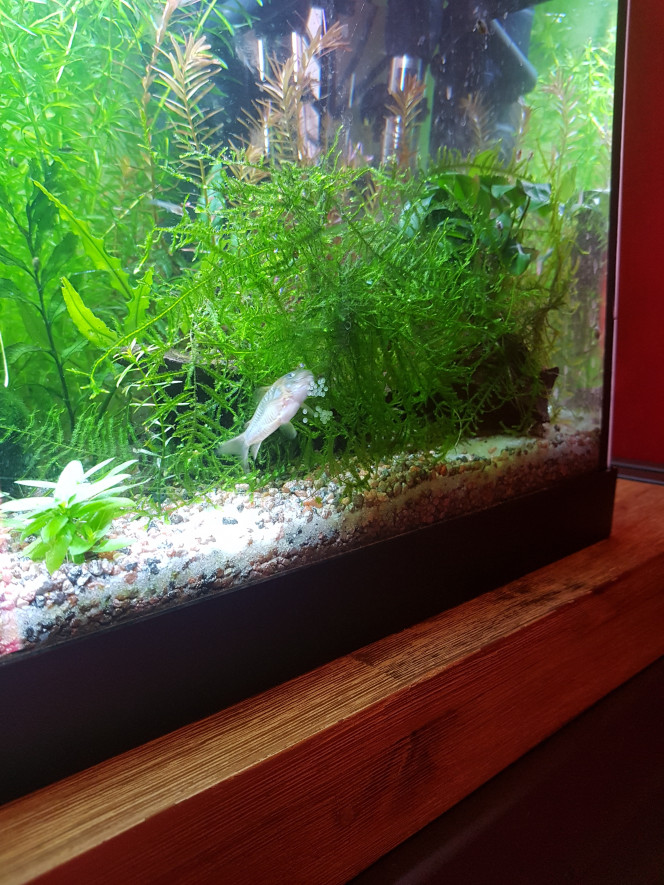 Et 4 jours plus tard... ça recommence... Comme hier je suis passée à l'animalerie pour ajouter des crevettes au bac... j'en ai profité pour prendre des vers de vase vivants pour faire plaisir aux poissons... 

Ce matin je met mes vers de vase dans un recipient à température ambiante... je fais mes tests de l'eau... et je viens voir mes petits protégés... et ça se met à danser... je reviens parce que les tests sont faits... et ça y est c'est reparti ! On dirait qu'ils savent que le mercredi c'est vers de vase... :p

J'ai hâte que les petits corys soient assez grands pour que les parents ne se sentent plus trop seuls :)