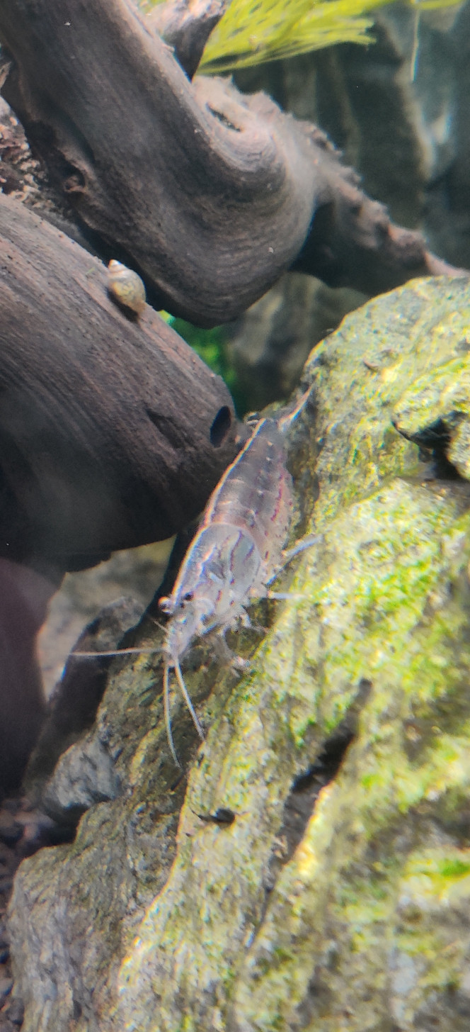 Crevettes au boulot Ca bosse dur...