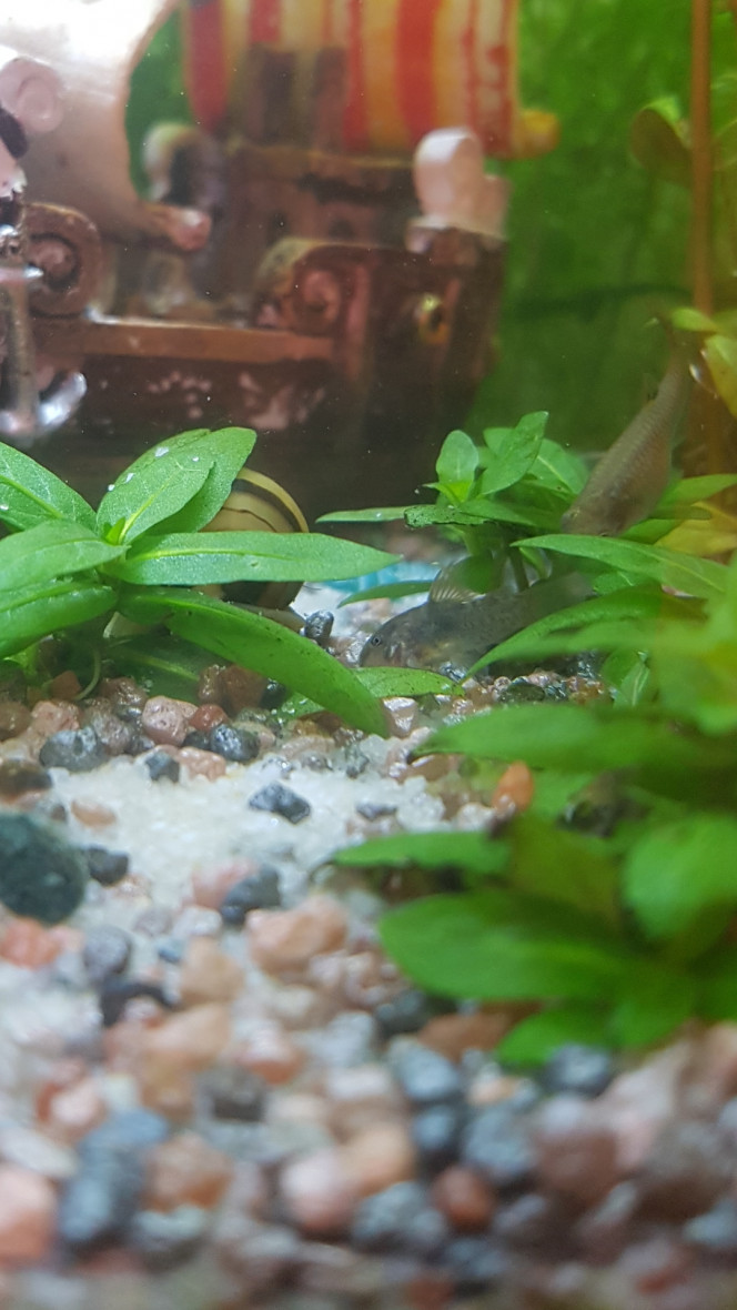 Petit Cory cotoie les grands maintenant ! À l'heure du repas... petit cory vient manger les morceaux de pastille qui volent, juste à côté des grands ! :)

Les parents sont un peu plus loin... je sépare le cachet en plusieurs pour que tout le monde mange a sa faim. :)