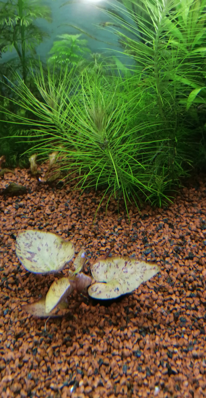 Lotus Super après plus d un ans dans l'aquarium  il pousse enfin. En une semaine il est déjà bien grand
