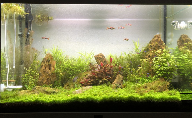  Changement du système  d’éclairage, composée de l’originale Aquatlantis de 60cm pour le spectre et ajout d’une Chihiros A801 avec un module de lever et coucher de soleil Nicrew pour les deux.