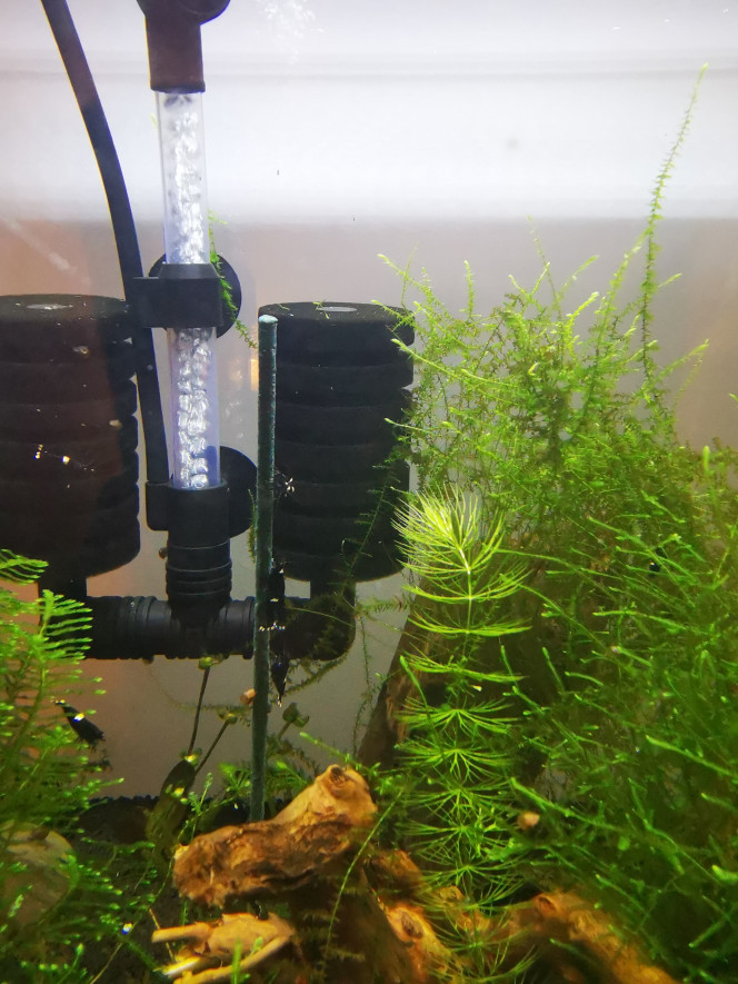  King kong one stripe