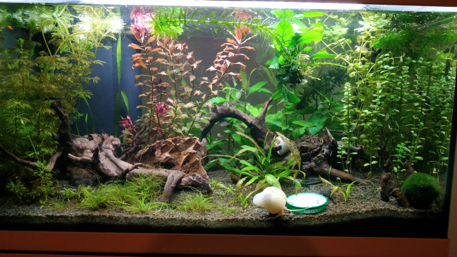 1ere vraie taille des plantes. Ludwigia repiquée.... On verra bien....