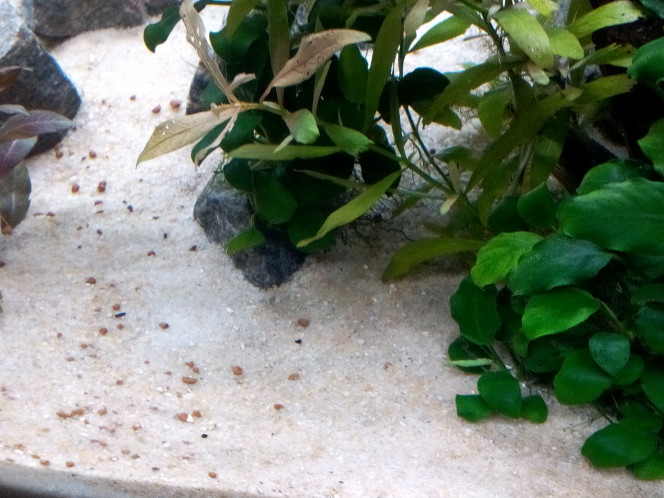 Escargots = 1 Disparition quasi-totale de la multitude d'escargots depuis l'introduction des Meeki. Je n'en ai trouvé qu'un seul alors qu'il y en avait des centaines... Je ne trouve aucune coquille.  Les Meeki les auraient-ils mangés ?