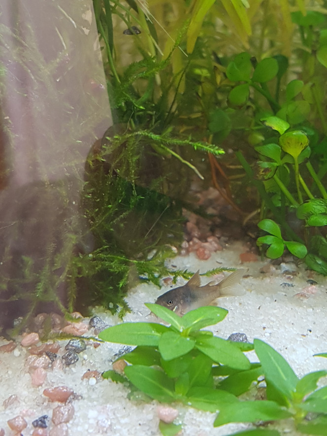 Petit cory Il devient grand ! 

Il a mangé des tout petits vers de vase ce matin et a adoré ça. :)