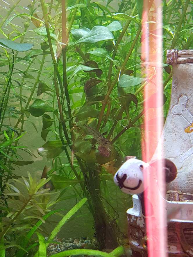 Une voleuse J'ai une crevette... elle vole des quarts de morceaux de pastilles pour poissons de fonds alors qu'il y a des paillettes pour crevettes la vilaine :p