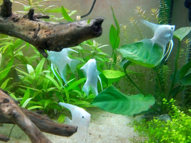 Nouveaux arrivants ! J'étais partie chez Jardiland voir si je trouvais de grands Echinodorus et j'ai craqué pour 6 Pterophyllum Scalare Platinum d'un blanc pur...