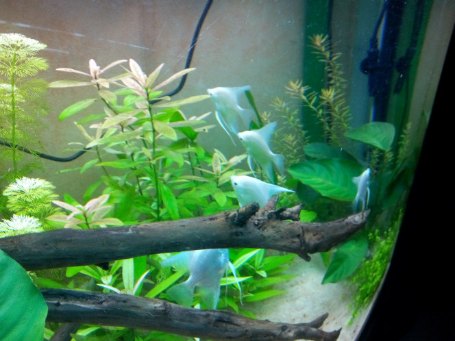 Nouveaux arrivants ! J'étais partie chez Jardiland voir si je trouvais de grands Echinodorus et j'ai craqué pour 6 Pterophyllum Scalare Platinum d'un blanc pur...