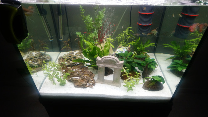 A vendre aquarium complet de 150 litres Bonjour je vends mon aquarium de 150 litres tous complet je le vends problème de santé ce urgence je vais bientôt rentrer a l'hôpital ce pour ça