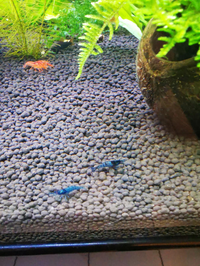  CPO et Blue Velvet déclassées
