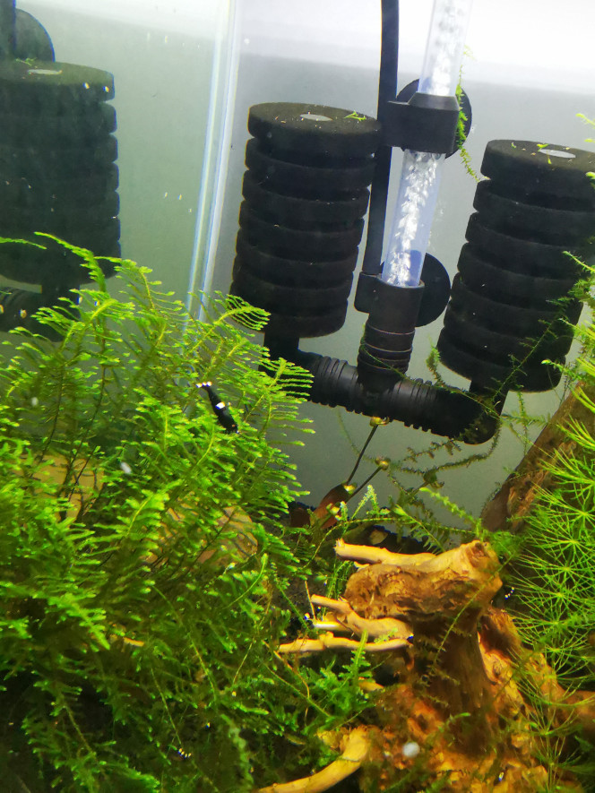  King kong one stripe