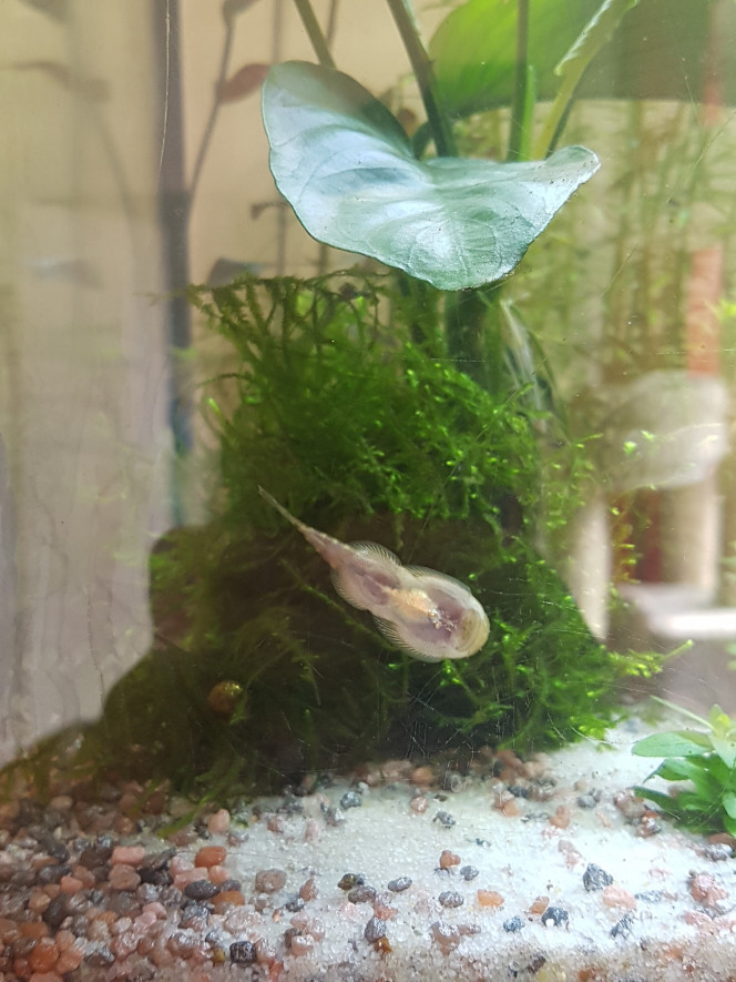 Pseudogastromyzon Petit 'myzon en train de manger le biofilm sur la vitre de l'aqua' ♡

Il est super génial... il ne se cache pas et mange avec les corys, se ballade toute la journée sur les anubias et vitres de l'aquarium... et la nuit il dort collé sur la vitre de devant, posé contre le sol, à côté de la mousse de taiwan :)