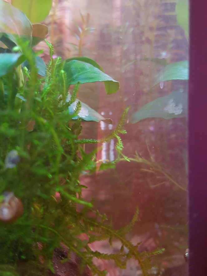 Les corys qui n'arrêtent pas... Des oeufs de cory sur l'anubia nana et la fenêtre à côté...