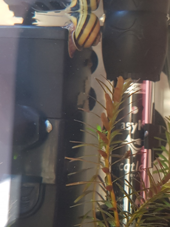 Et sur le filtre... Encore des oeufs de corys... je crois que je vais en prélever et en mettre dans le pondoir en filet pour leur assurer un peu de compagnie...