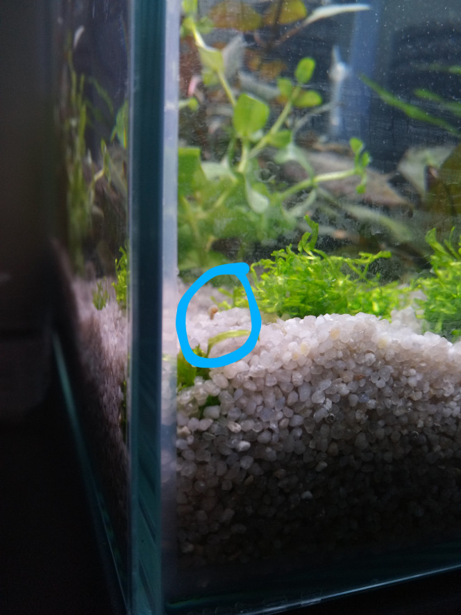 Premier habitant En observant le bac de plus près, j'ai découvert le premier habitant. 
Un petit escargot, planorbe je dirai, de couleur rose.
Il est minuscule, affaire à suivre!