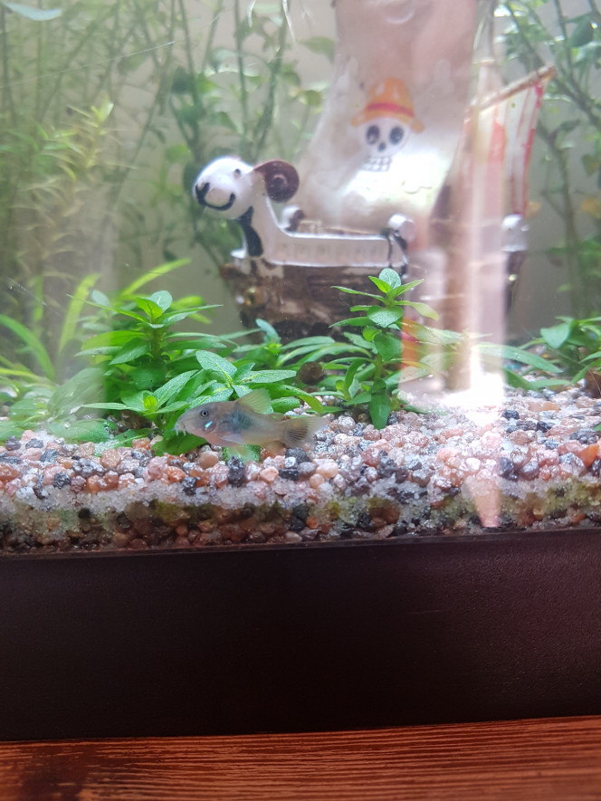 Petit(e) cory ? D'après ce que j'ai trouvé sur le net... les femelles corydoras aeneus ont la nageoire dorsale plus ronde que les mâles... mon petit cory serait en fait une petite cory? :)