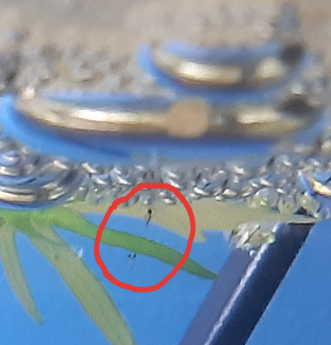 Photographie du post de Scalair 
