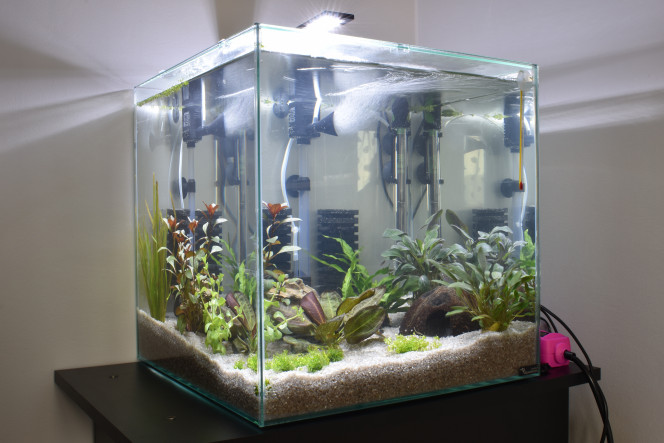 1 semaine Le bac a une semaine aujourd'hui, une semaine qu'il est rempli d'eau et planté.
Je suis impatiente que le cycle de l'azote soit effectué.