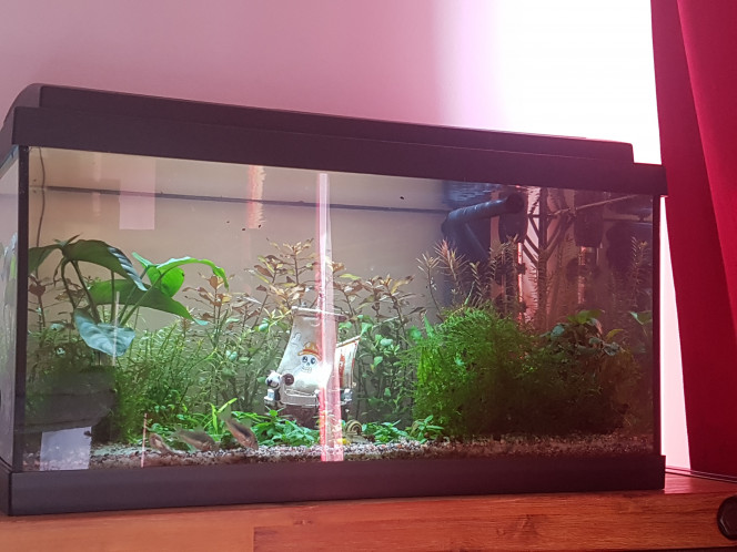 Tout le monde en avant! Un cm de stick de citrouille d'hokkaido pour les crevettes et les escargots...

Une pastille pour les corys et le gastromyson. 

Au final... ils partagent tout entre eux car les corys goûtent le stick à la citrouille et les crevettes volent des bouts de pastille pour corys... :p