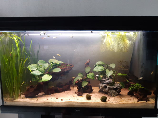 changement 200l je suis passé aux plantes épiphytes et sable filtration piscine , il ne me manque plus que des corydoras