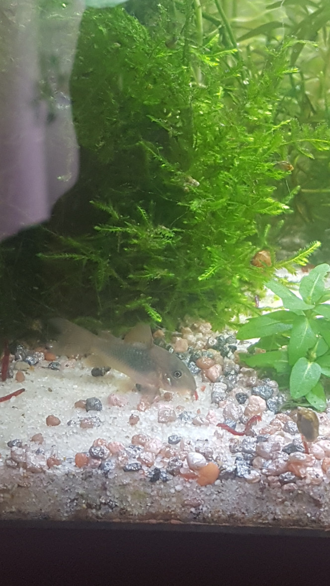 Petite cory et les vers de vase vivants ♡ 