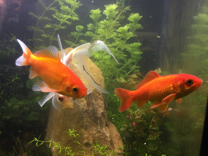 Présentation famille PoissonRouge Voici ma femelle (en blanc) et ces deux mâles.
Celà fait cinq ans que je l’es ai. ❤️